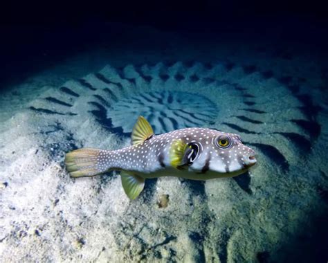 Male Pufferfish Create Ornate Artworks Underwater To Impress Potential