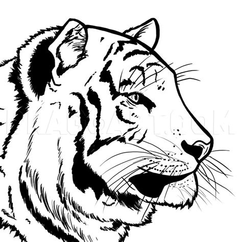 How To Draw A Bengal Tiger Draw Tigers Step By Step Drawing Guide