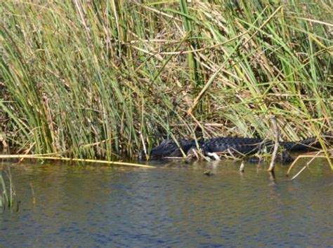 Everglades Alligators Touring The Everglades On An Airboat Tour