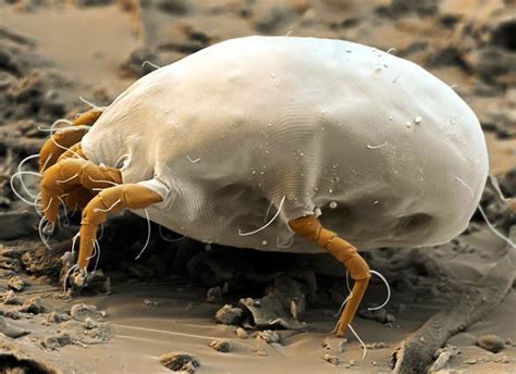 Dust mites in your bed can be annoying, but fortunately, you can get rid of them by keeping it clean and controlling the humidity. Eliminate Dust Mites on your Bed! | The Confidential Files