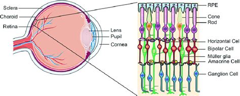 Schematic Of The Eye And Retina Structure The Magnified Area