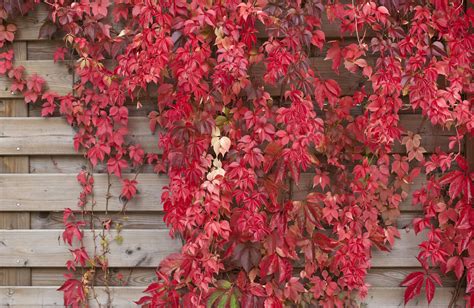 12 Great Shrubs And Vines For Fall Color