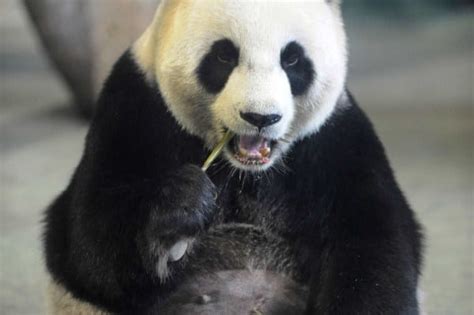 This Panda May Have Faked Pregnancy To Get A Private Room And Fancier Food Pulptastic