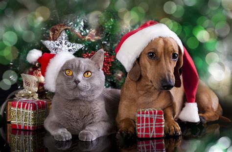 Christmas Tree Cat And Dog 1920x1261 Wallpaper