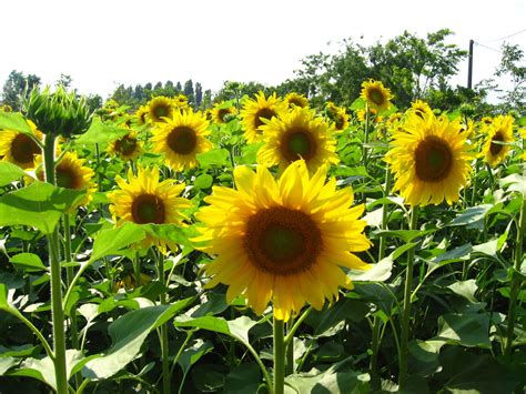 Manfaat Dan Khasiat Khasiat Bunga Matahari Untuk Kesehatan