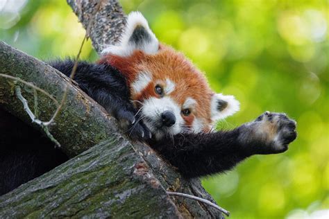 Please Follow Iloveredpandas Its Been A While Have A Jang Redpanda