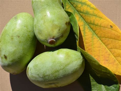 Dieser newcomer stammt aus nordamerika und der geschmack seiner früchte ist einfach unvergleichlich. Indianerbanane - Hämmig Baumschule, Egg