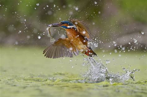 Kingfisher Bird With Caught Fish Desktop Wallpaper Hd Wallpapers13com