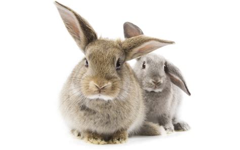 Free Download Gray Rabbit Furry Animal Ears Wallpaper Background 4k