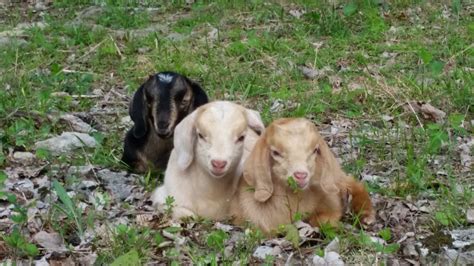 Three precious bundles of joy!!