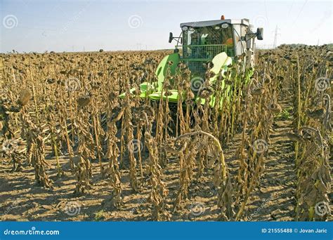 Harvesting Of Sunflower Seeds Stock Photo Image Of Ripe Nature 21555488