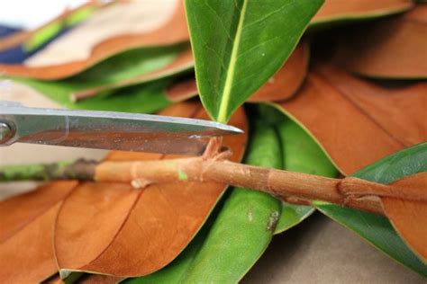 How To Preserve Magnolia Leaves For Holiday Decorating