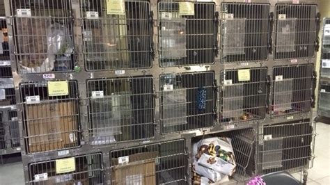 Cat Cages For Animal Shelters