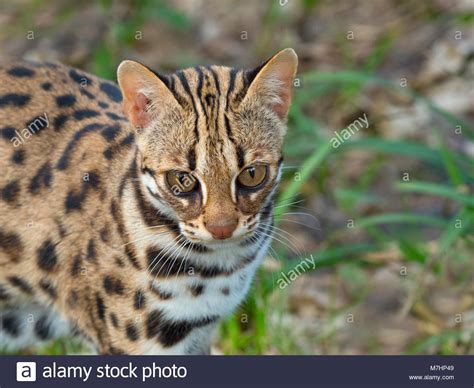 Asian Leopard Cat Prionailurus Bengalensis Stock Photo