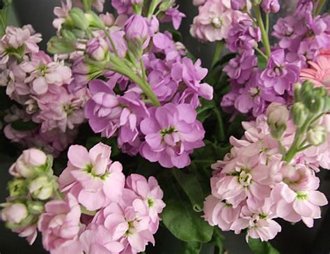 Native to the mediterranean, stock flowers bouquets evoke a more exotic visual appeal than some traditional flowers. Flower of the week - Stock - Playing With Flowers