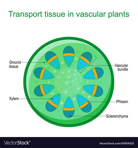 Vascular Tissue System Of Plants Royalty Free Vector Image