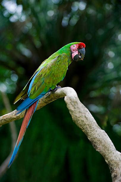 Military Macaw Stock Photos Pictures And Royalty Free Images Istock