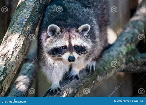 Raccoon Procyon Lotor Also Known As The North American Raccoon