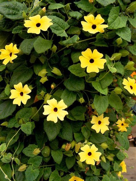 Climbing Vines With Flowers Full Sun 20 Favorite Flowering Vines And