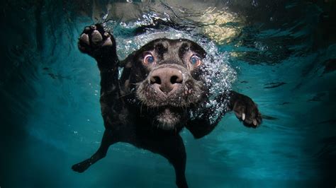 Short Coated Black Dog Dog Underwater Swimming Animals Hd Wallpaper