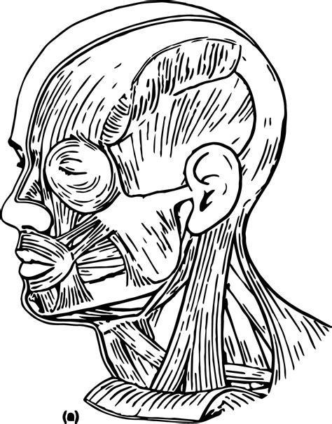 Nice Muscles Head Neck Picture Sketch Drawing Coloring Page Anatomy