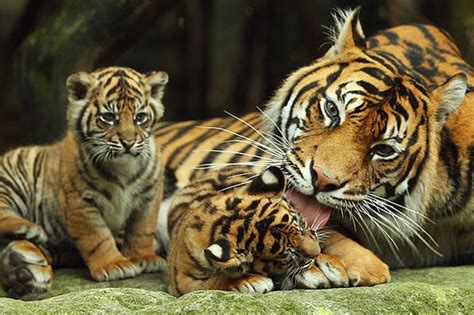 Rare Sumatran Tiger Cubs Make Their Debut At Australian Zoo Mirror Online