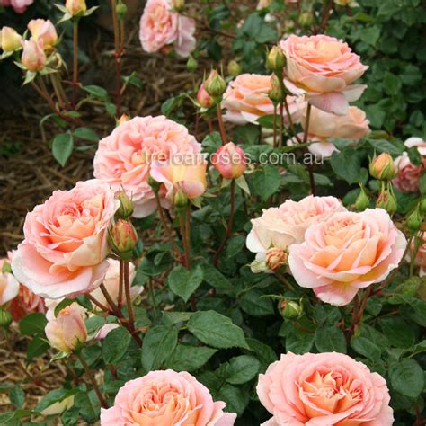 Abraham Darby Standard Shop Treloar Roses Premium Roses For