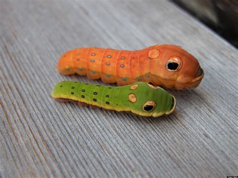 Spicebush Swallowtail Larvae May Be The Coolest Bugs Ever Photo