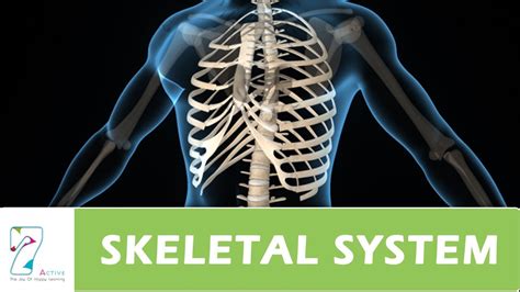Human Skeletal System Youtube