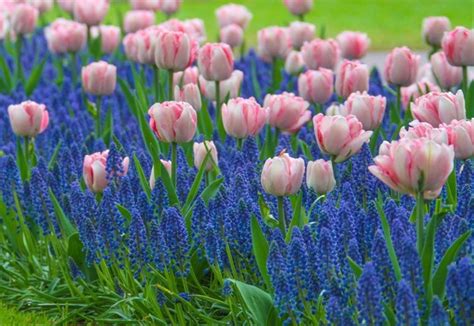 Interplant Pink Tulip Foxtrot Bulbs With Muscari Armeniacum Bulbs To