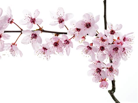 Affordable and search from millions of royalty free images, photos and vectors. 35+ Pink Flower White Background on WallpaperSafari