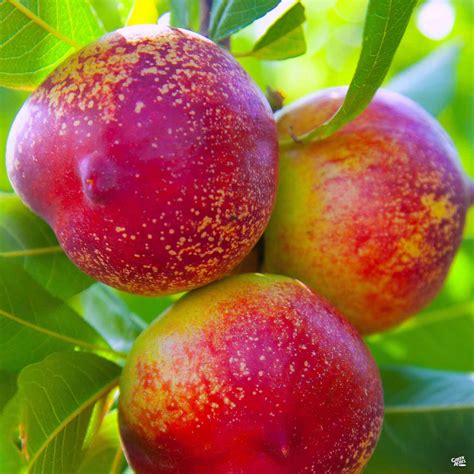 Nectarine Goldmine — Green Acres Nursery And Supply