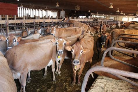 Yankee ingenuity at work on Highland Farms | Drink Maine Milk