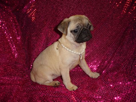 Just turned 10 weeks old today. Pug Puppies For Sale | Oregon City, OR #196731 | Petzlover
