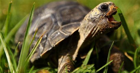 Espécie de tartaruga extinta há 150 anos é recuperada em Galápagos