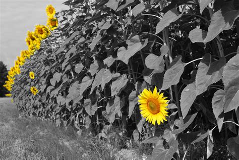 Unique sunflower picture in 4k for wallpaper. Sunflower Tumblr Black And White Background 1 HD ...
