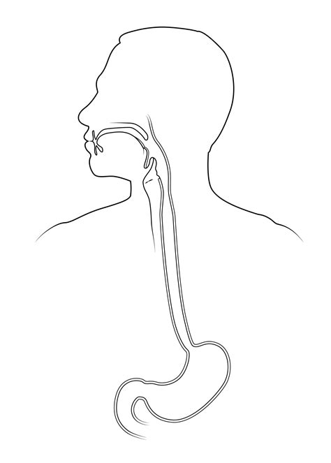 Upper Digestive Tract Anatomy Sketch