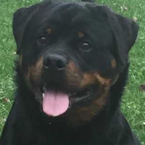 Dyes Knotty Pine Kennels Rottweiler