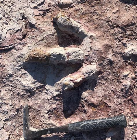 Hundreds Of Dinosaur Footprints Found In Polish Clay Mine The First