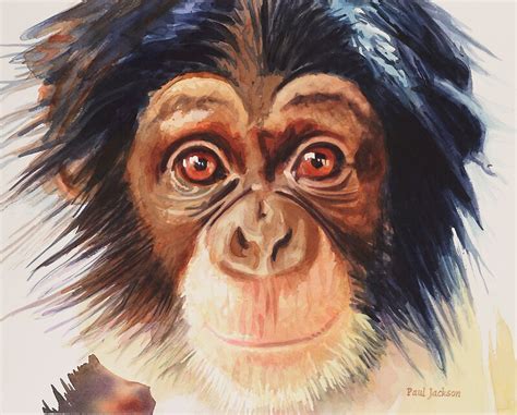 Chimpanzee Watercolor By Paul Jackson Redbubble