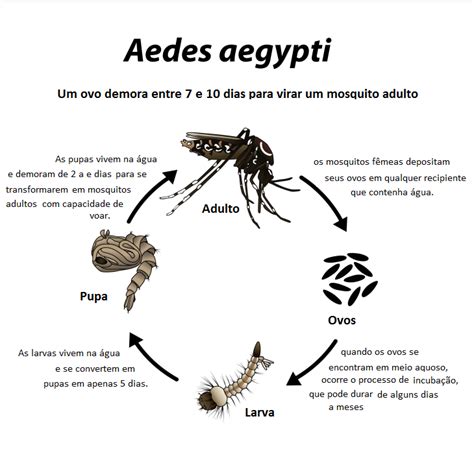 Como é O Ciclo De Vida Do Mosquito Aedes Aegypti Perguntas E