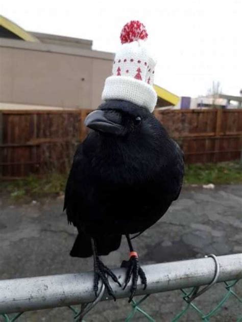 Funny Crows Pics 33 Klykercom