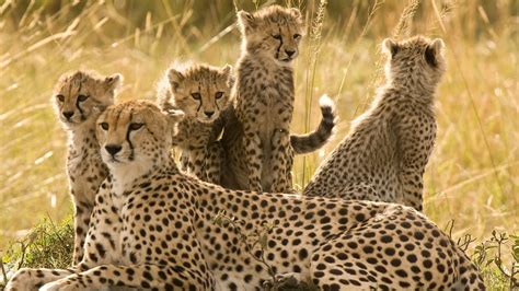 Adventure Highlight The Wildlife Of Masai Mara National Park Youtube