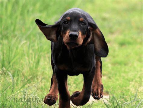 Catahoula Cur Vs Black And Tan Coonhound Breed Comparison