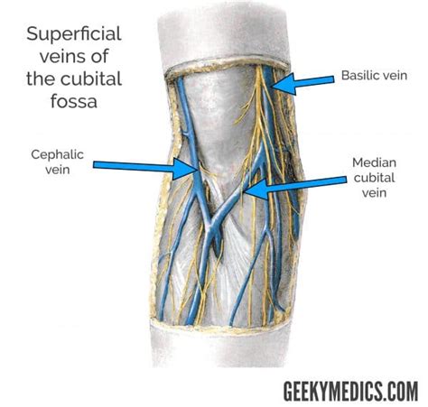 Cubital Fossa Borders Contents Veins Geeky Medics