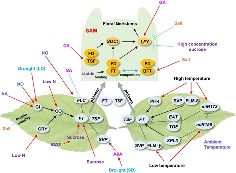 The Control Of Flowering Time By Environmental Factors Cho 2017