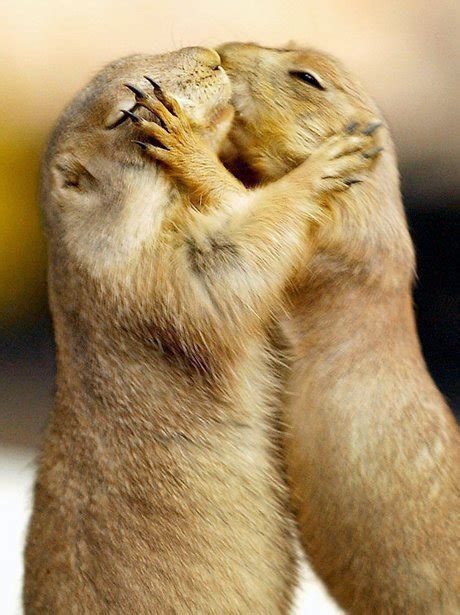 Prairie Dogs Show Each Other Some Love Love Is In The Air Animals