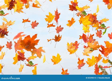 Autumn Falling Maple Leaves Stock Photo 77752668