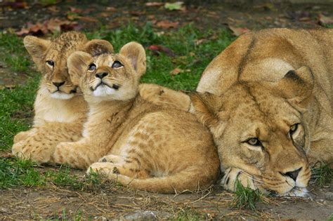 Z hasičských hadic se pletou houpačky opicím, krmivo se ukrývá tak. Lev berberský | Zoo Olomouc - Svatý Kopeček