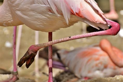 Flamingo Feet Mud Free Photo On Pixabay Pixabay